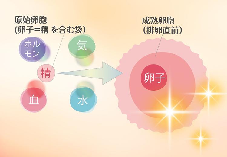 子宝漢方の一陽館薬局